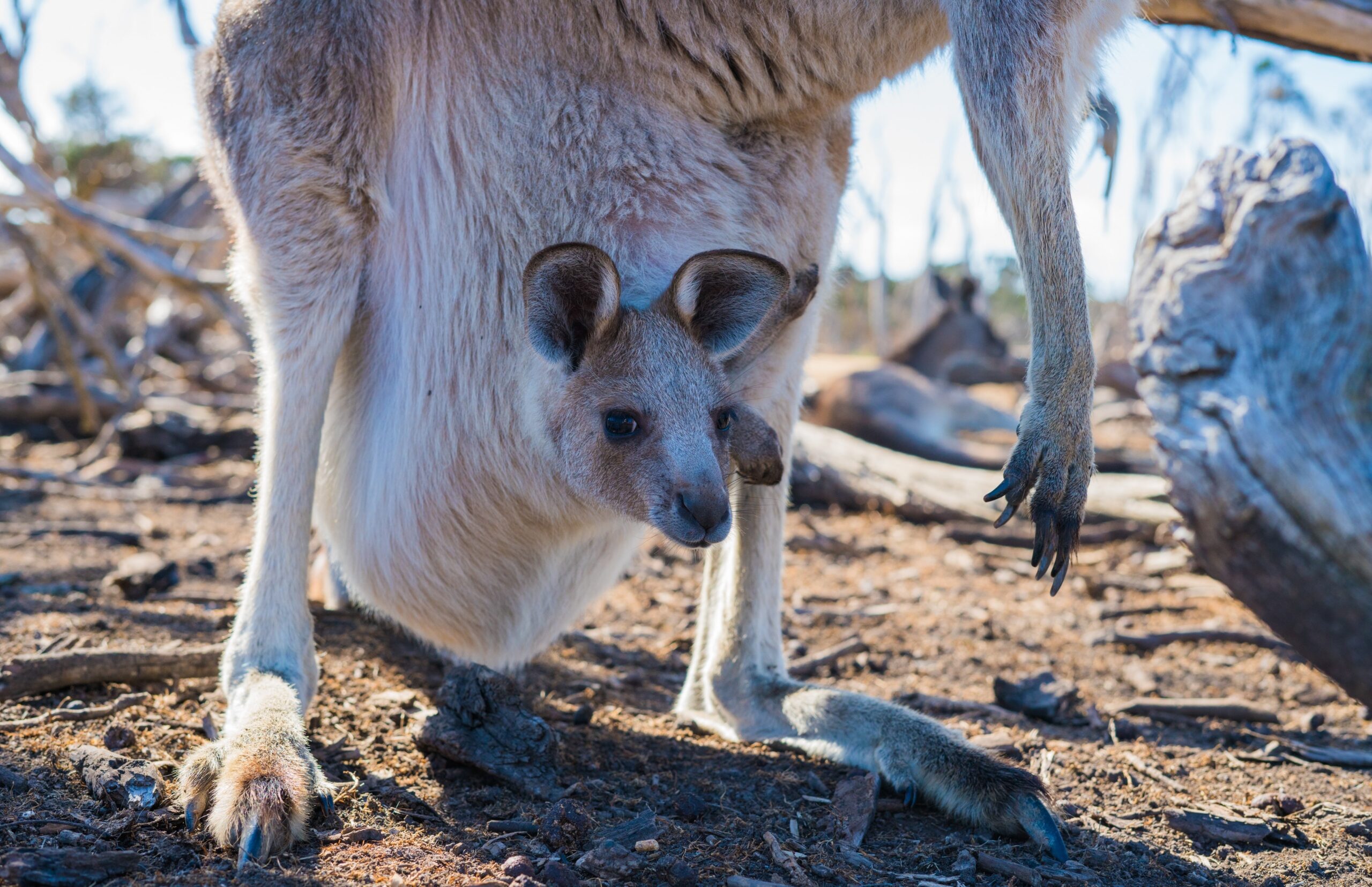 Exploring Australia's native wildlife